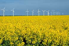 Windräder in den nordfriesischen Kögen