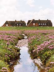 Hallig Gröde