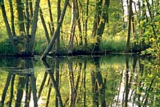 Natur