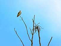 Seeadler